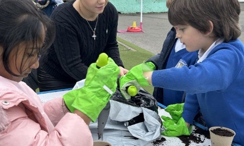 St Thomas More Catholic Primary School - 🌻 Growing Sunflowers 🌻